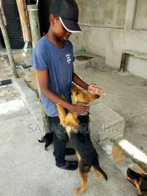 6-12 months Female Purebred German Shepherd