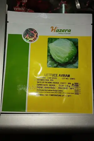 Aviram Iceberg Lettuce Seeds - 2500 Seeds
