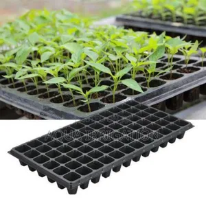 Seedlings Tray