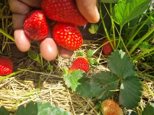 Strawberries Seedlings Available