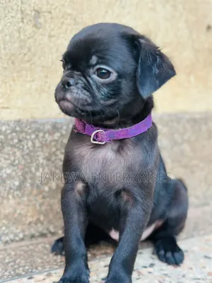 1-3 months Male Purebred Pug