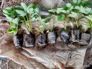 Chandler Strawberry Seedlings - 50 Pieces