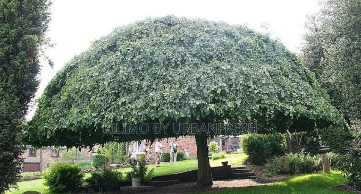 Umbrella Tree Seedling