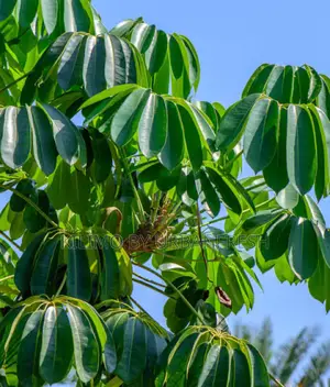 Umbrella Tree Seedling