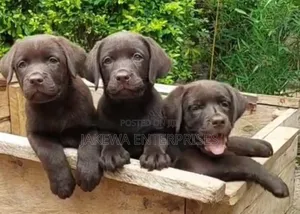 1-3 months Female Purebred Labrador Retriever