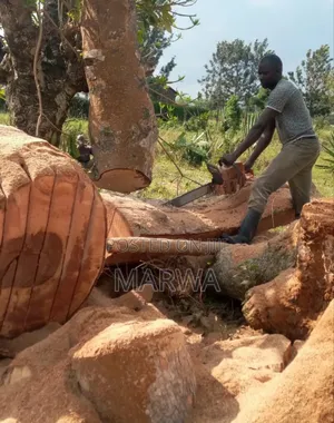 Safe Cutting of Tree Near Building Electric / Lumbering