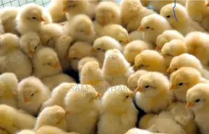 Day Old Sasso Improved Kienyeji Chicks