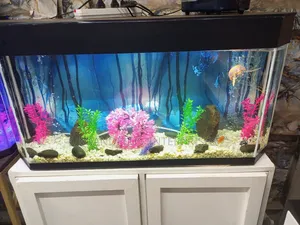 Fish Aquarium
