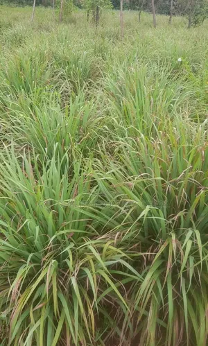 Lemon Grass Split for Planting