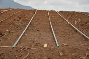 Irrigation via Drip Tape