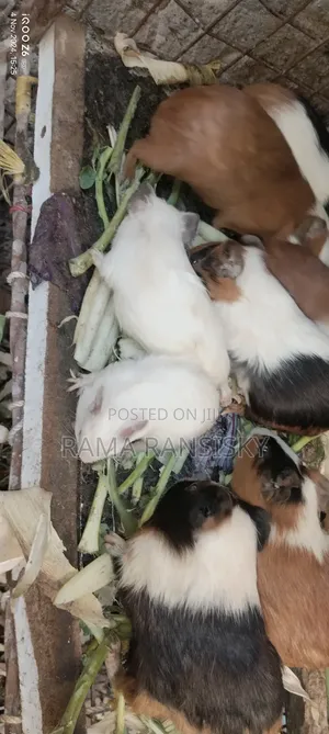 Pure White Guinie Pets
