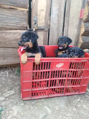 1-3 months Male Purebred Rottweiler