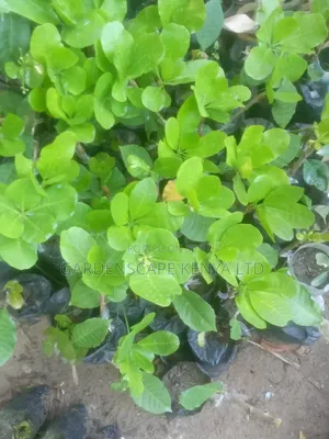 Cashew Nut Seedlings