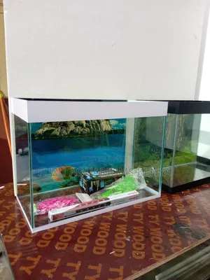 Aquarium With Complete Deco and Fish