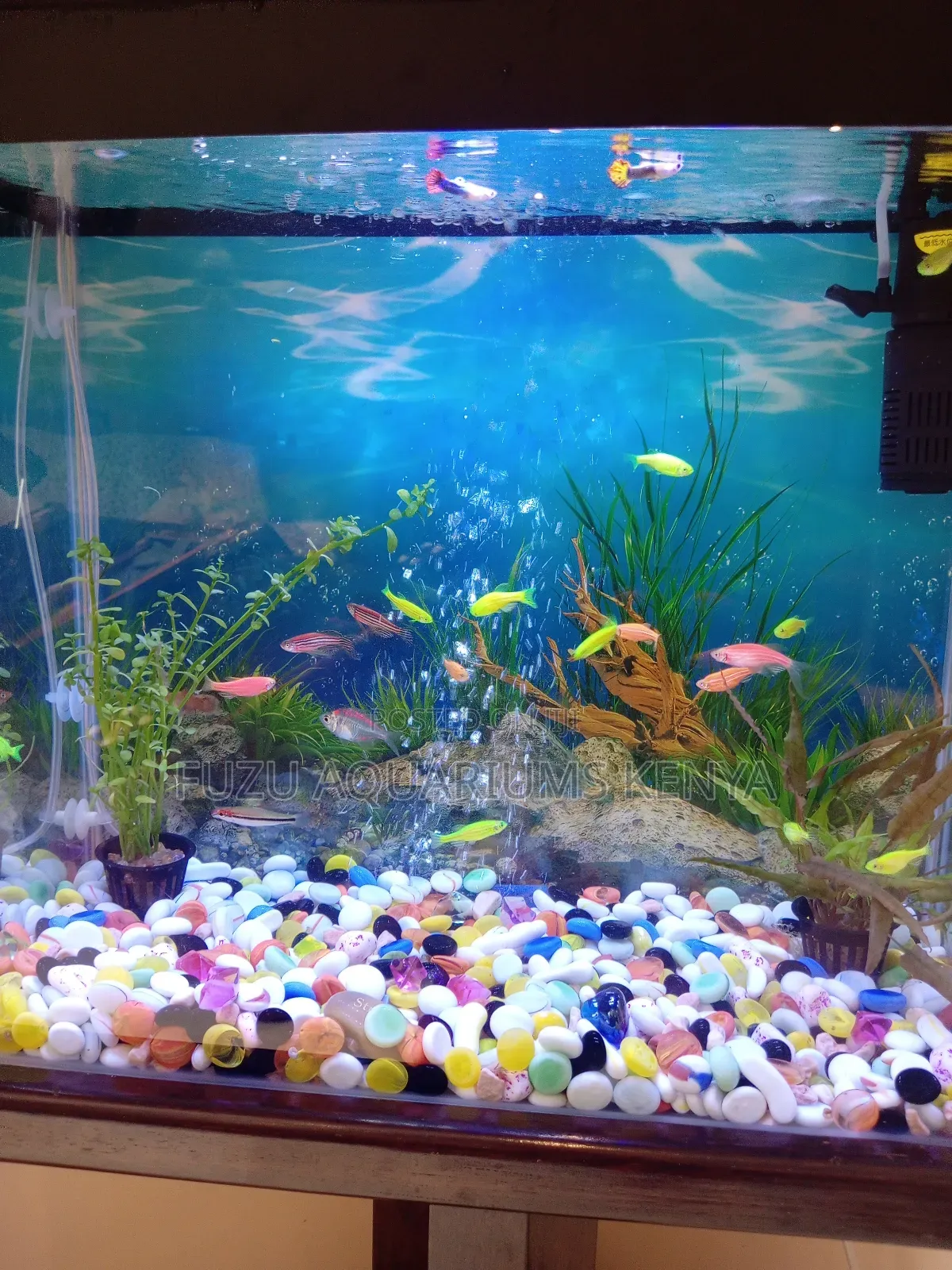 Colourful Aquarium