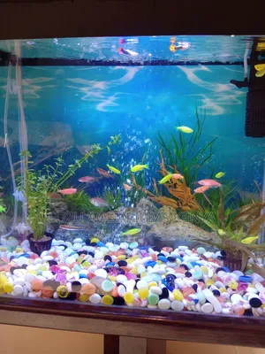 Colourful Aquarium