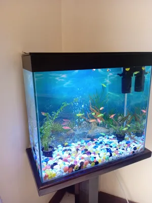Aquarium With Colourful Fish and Pebbles