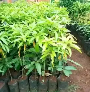 Grafted Mangoes