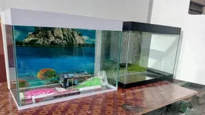 Desktop Aquarium Any Color Available
