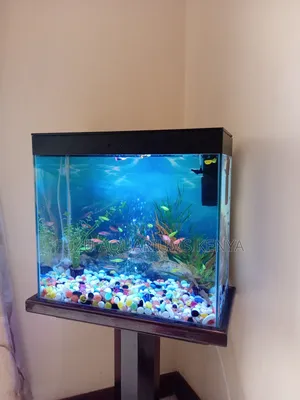 Aquarium With Fish, Pump, Light and Full Deco