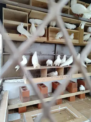 Pigeons For Sale