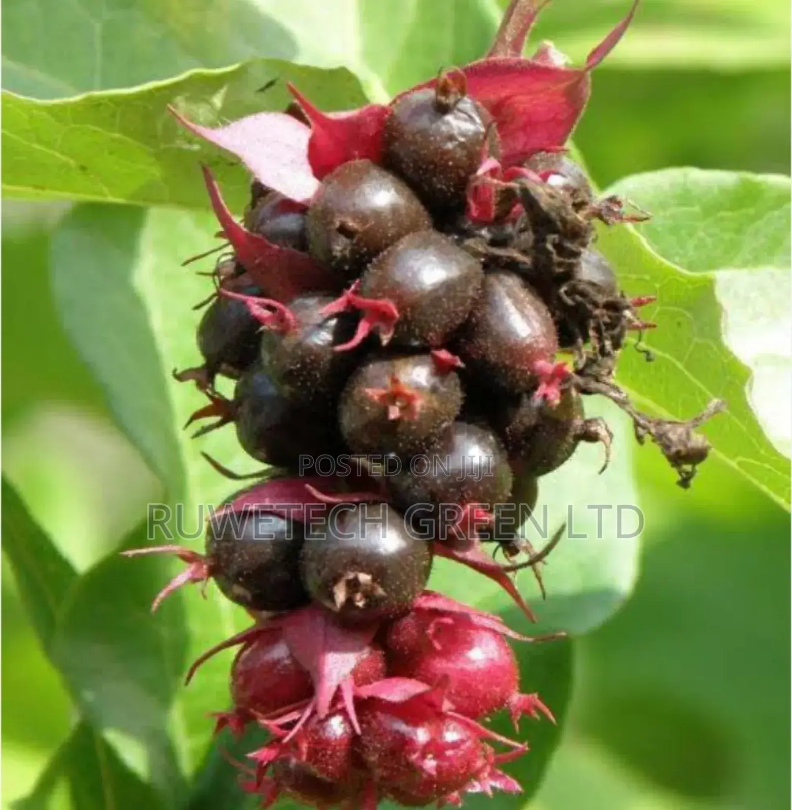 Chocolate Berry