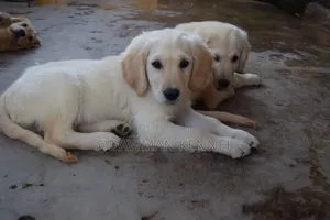 1-3 months Male Purebred Golden Retriever