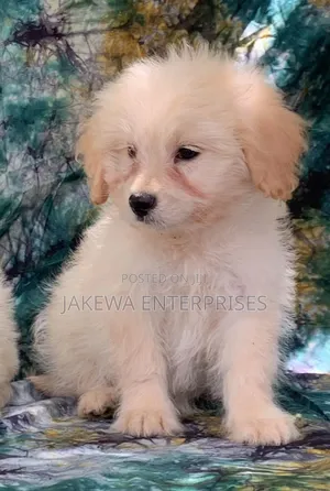 1-3 months Male Purebred Havanese