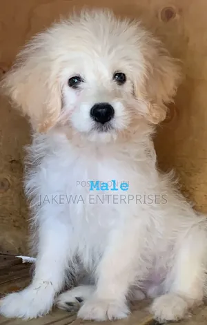 1-3 months Male Purebred Havanese