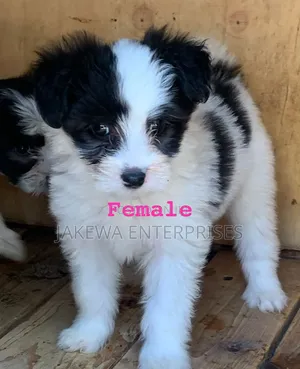 1-3 months Female Purebred Havanese