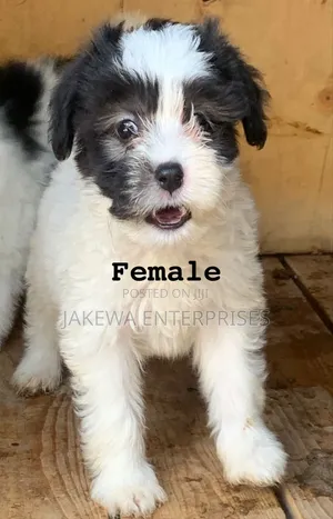 1-3 months Female Purebred Havanese