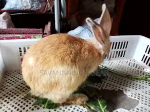 Golden Rabbits and Other Breeds -Pets or Breeding - Females