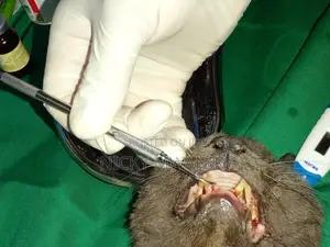 Veterinary Doctor on Call