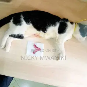 Veterinary Doctor on Call