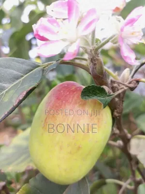 Grafted Anna Apple Seedlings