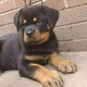 1-3 months Female Purebred Rottweiler