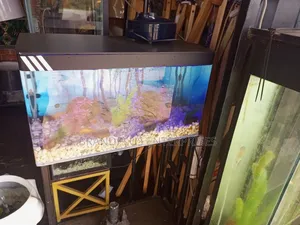 Fish Aquarium