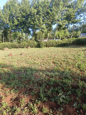 Half Acre Kibiku