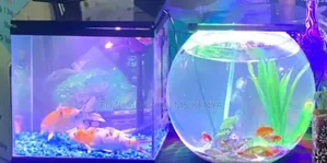 Huge Fish Bowl XL