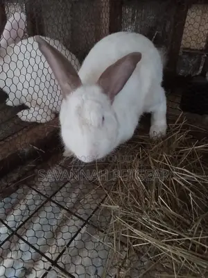 New Zealand White Rabbits Mature Breeders 4 to 5 Months
