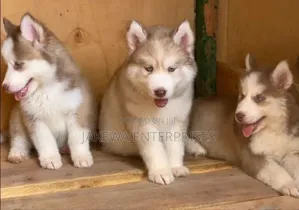 1-3 months Male Purebred Siberian Husky