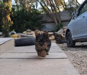 1-3 months Male Purebred Yorkshire Terrier