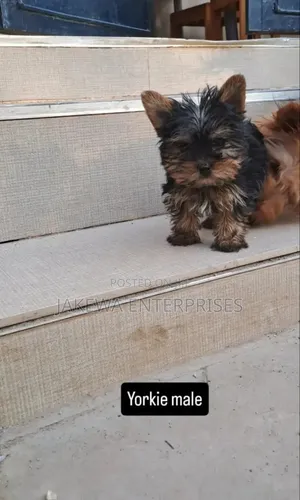 1-3 months Male Purebred Yorkshire Terrier