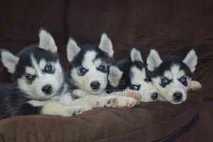 1-3 months Female Purebred Siberian Husky