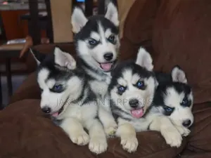 1-3 months Female Purebred Siberian Husky