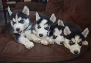 1-3 months Male Purebred Siberian Husky