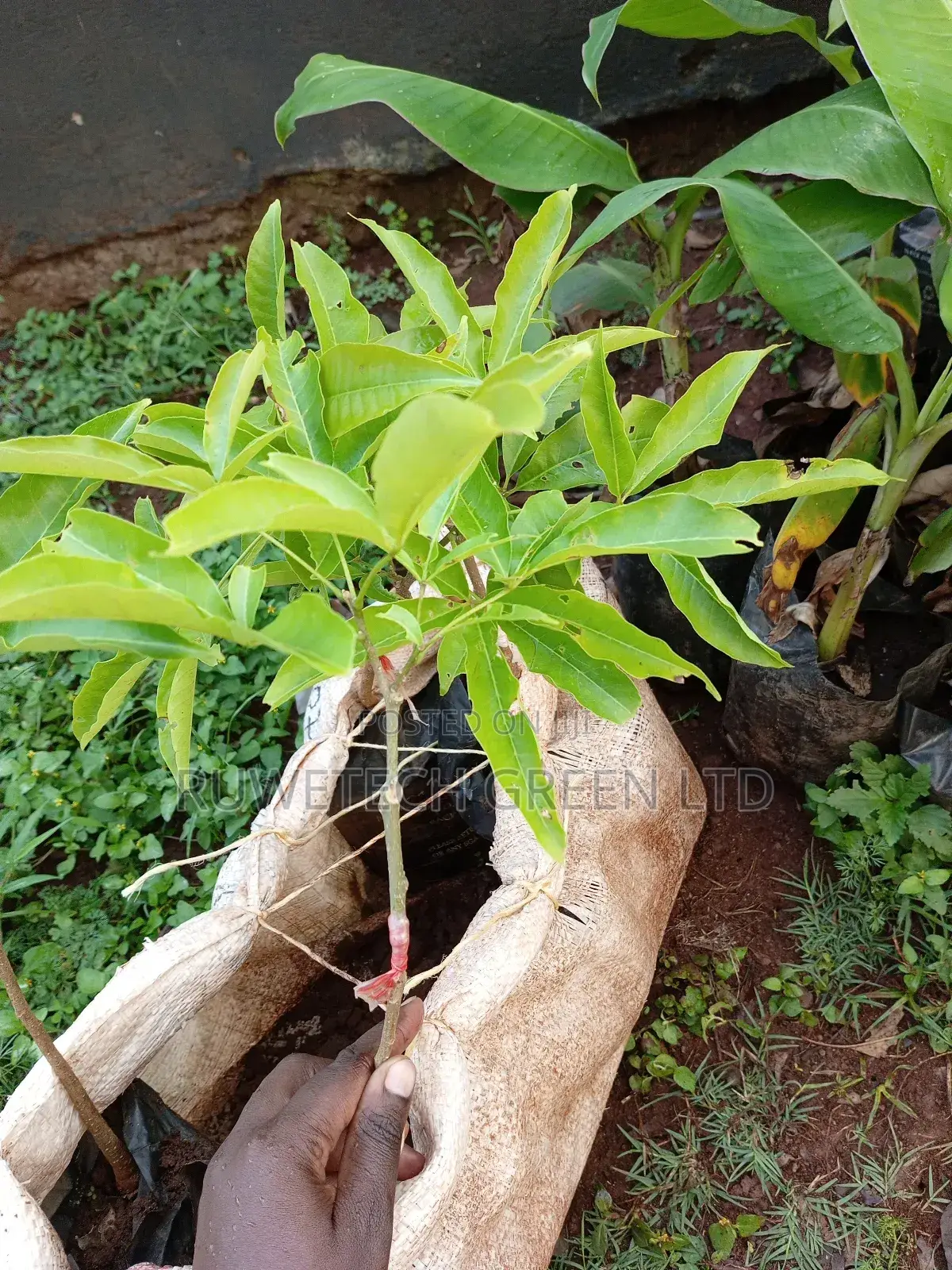 White Sapote Grafted Seedlings