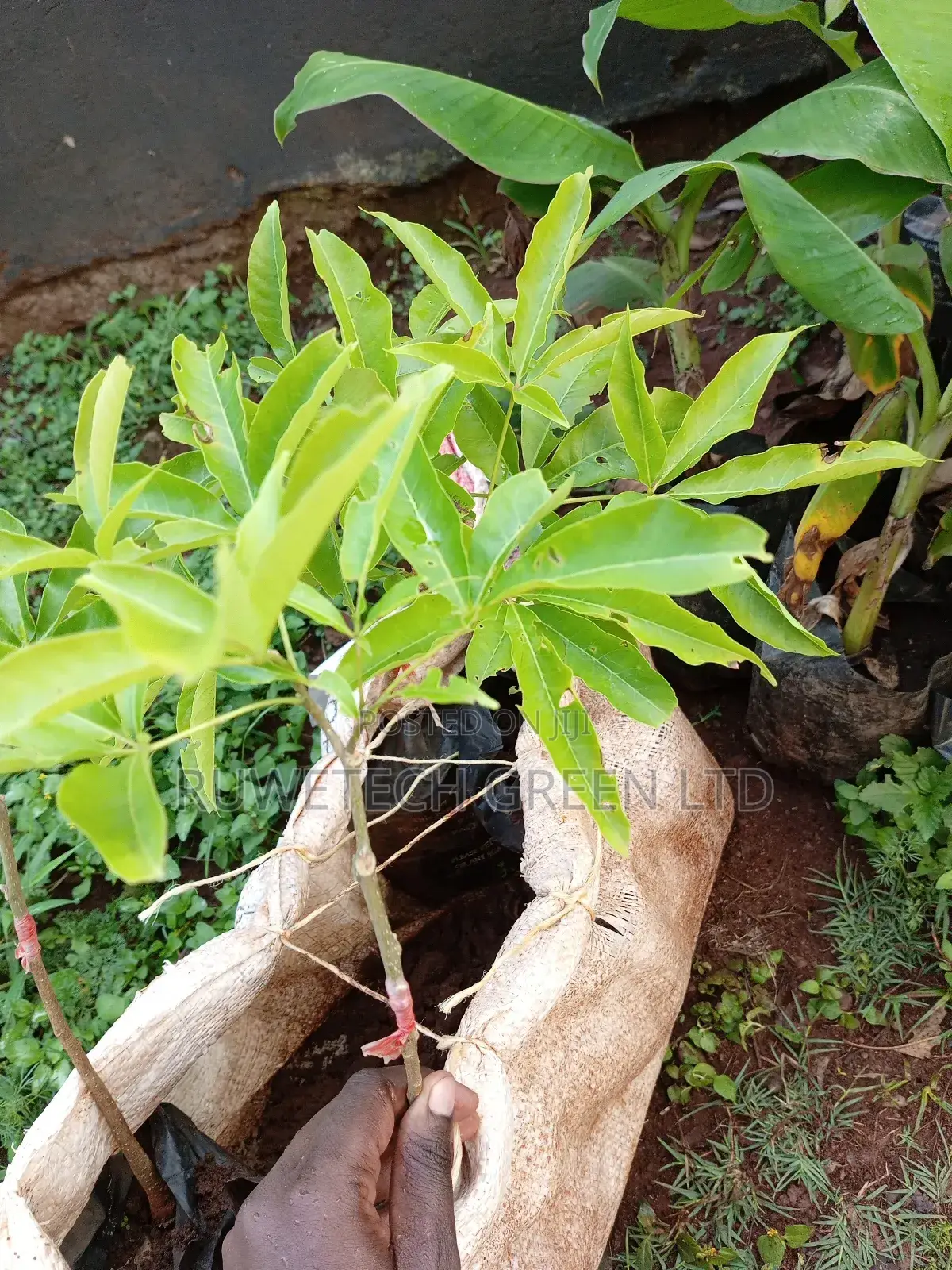White Sapote Grafted Seedlings