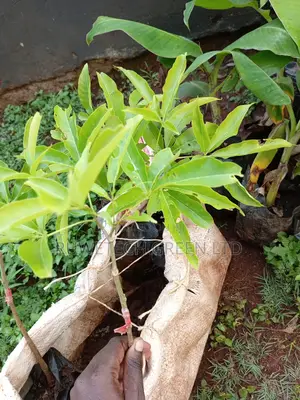 White Sapote Grafted Seedlings
