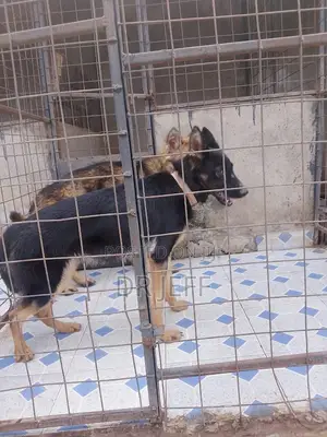 Animal Health Services